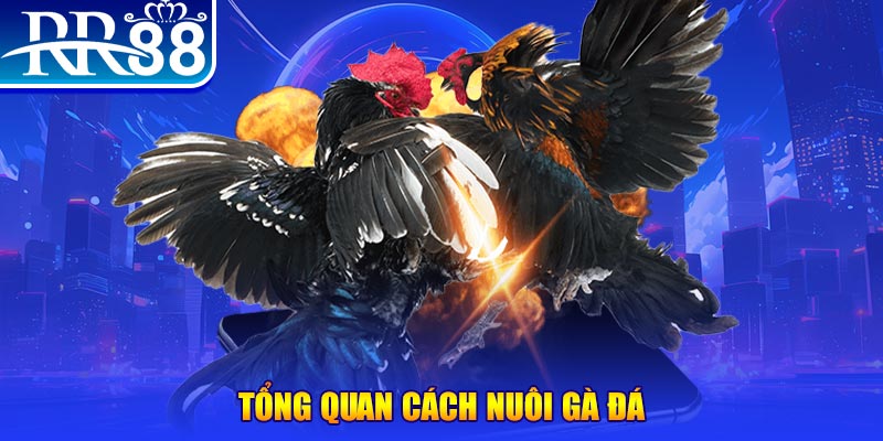 w88krs casino là gì