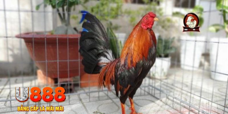 bet888 casino TRỰC TUYẾN